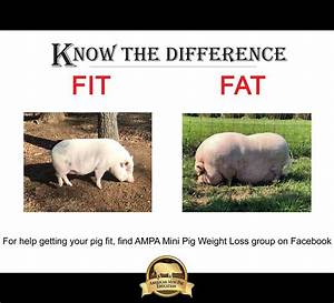 Potbelly Pig Weight Chart Farm House
