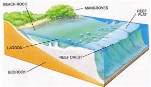 Types Of Reefs Diagram