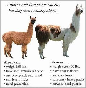 A Mini Alpaca Just The Right Size For My Back Yard Except I Would