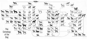 Image Result For Breeds Of Dogs Ancestry Chart Family Dogs Breeds