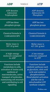 difference between adp and atp comparison of physical and functional