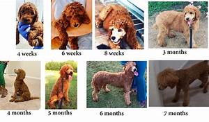 Standard Poodle Growth Chart Weight And Height Calculator