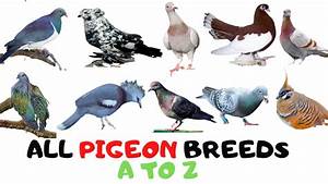 Sale Gt All About Pigeons Gt In Stock