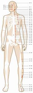 Acupuncture Points On Your Chest