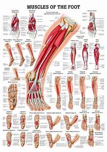 Foot Anatomy Human Body Anatomy Human Anatomy And Physiology Muscle