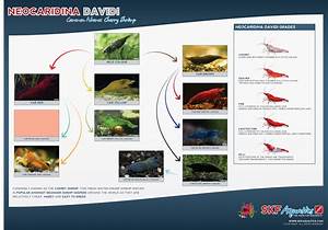 The Cherry Shrimp Grading Pattern Guide Neocaridina Davidi