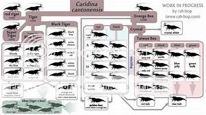 Shrimp Family Tree Project Pt 1 Caridina Cantonensis Page 2