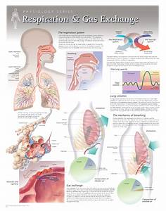 Respiration And Gas Exchange Scientific Publishing