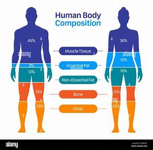 Comparison Of Healthy And Female Body Composition Human Body