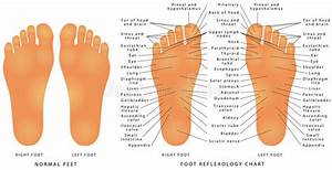Diagram Diagram Of Parts Of The Foot Mydiagram Online