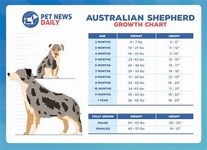 Australian Shepherd Growth Chart How Big Will Your Australian Shepherd