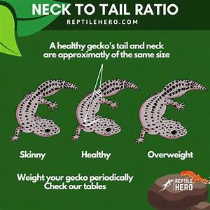 Is Your Leopard Gecko Fat 10 Signs Infographic And Tables Reptile Hero