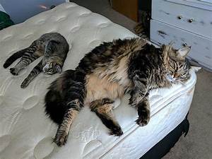 Cat Size Comparison Howzit Kohala