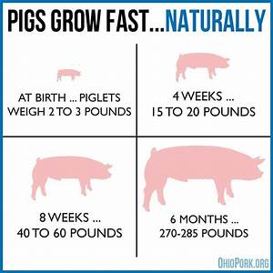 Pig Feeding Chart By Weight