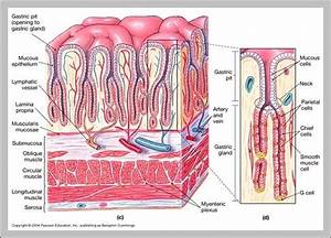 Stomach Chart Graph Diagram