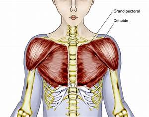 overview of chest muscles