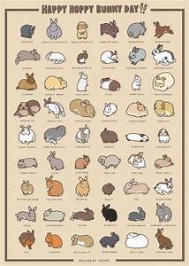 Illustrated Guide To Bunny Breeds R Coolguides