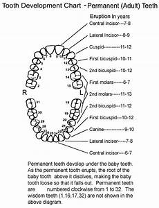 Universal Dental Tooth Chart Tlc Dental Care Tooth Development