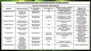 Bacteria Kingdom Classification