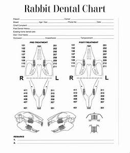 Rabbit Dental Chart Vet Medicine Radiology Imaging Vet Med