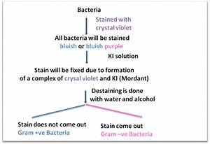 How Gram Stain Works Gram Staining Principle Step By Step Procedure