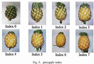 Figure 5 From Convolutional Neural Network For Pineapple Ripeness