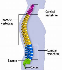 human back anatomy klinik noridah