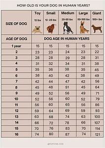 Dog Years To Human Years What Is My Dog 39 S Age