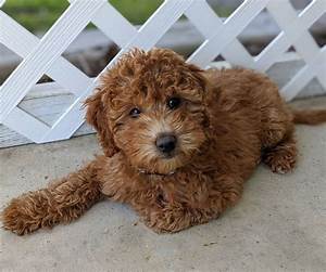 Mini Goldendoodle Size Guide 2024 Teacup Toy Or Mini We Love