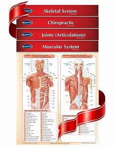 Chiropractic Bundle His 4 Chart Bundle Is Prefect For The