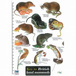 Field Guide British Mammals The Simon King Wildlife Shop