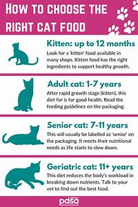Kitten Food Amount Chart