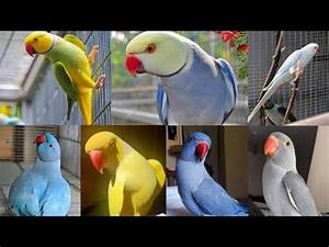 Indian Ringneck Parrot Mutation Colors Youtube