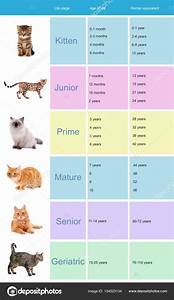 20 Hq Pictures Cat Age Chart In Human Years How To Calculate Cat