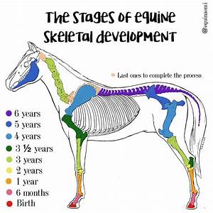 The Stages Of Equine Skeletal Development Bone Development Age Vet