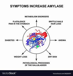 Symptoms Increased Amylase Enzyme Amylase Vector Image