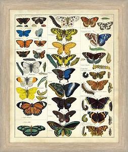 Butterfly Chart 1