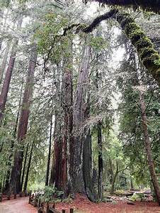 Big Basin Redwoods State Park Boulder Creek All You Need To Know