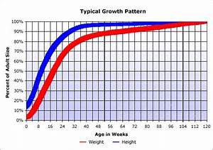 Goldendoodle Growth Chart Puppy Growth Chart Chiweenie Puppies Poodle