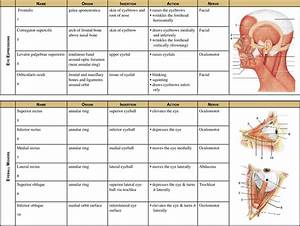 free muscle chart pdf 741kb 16 page s