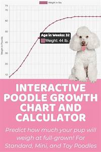 Poodle Miniature Archives Puppy Weight Calculator
