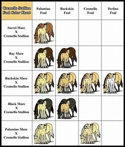 Cremello Cross Color Chart Foal Color Chart