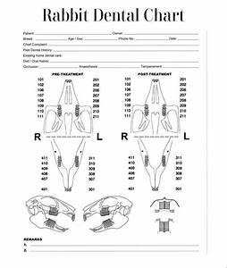 Rabbit Dental Chart Vet Medicine Radiology Imaging Vet Med