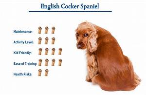 English Cocker Spaniel Dog Breed Everything You Need To Know At A Glance