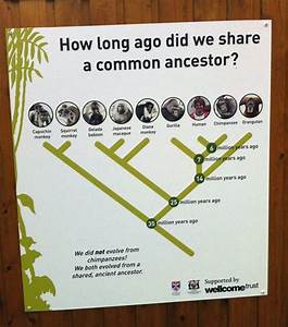 Unique Ancestral Chart To Determine Common Lineage Links Genealogy