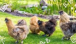 Silkie Bantams 1 Backyard Pet Find Out Why Silkie Chicken Experts