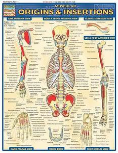 Muscular Origins Insertions Laminate Reference Chart By Inc Barcharts