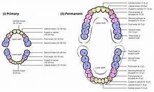 Child And Dentition Teeth Structure Primary Permanent