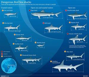 Dangerous Red Sea Sharks Underwater Creatures Ocean Creatures