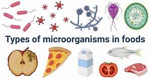 Microbial Food Spoilage Types Of Microorganisms With Examples
